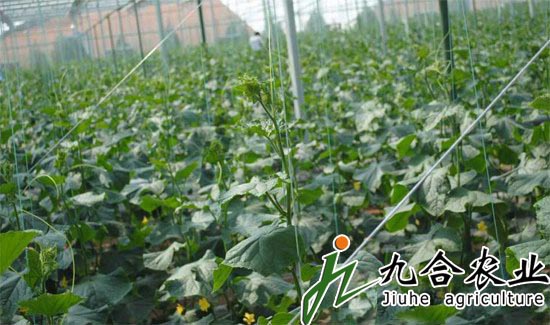 河南永城裕農弘潤農業科技園（陽光板智能溫室）